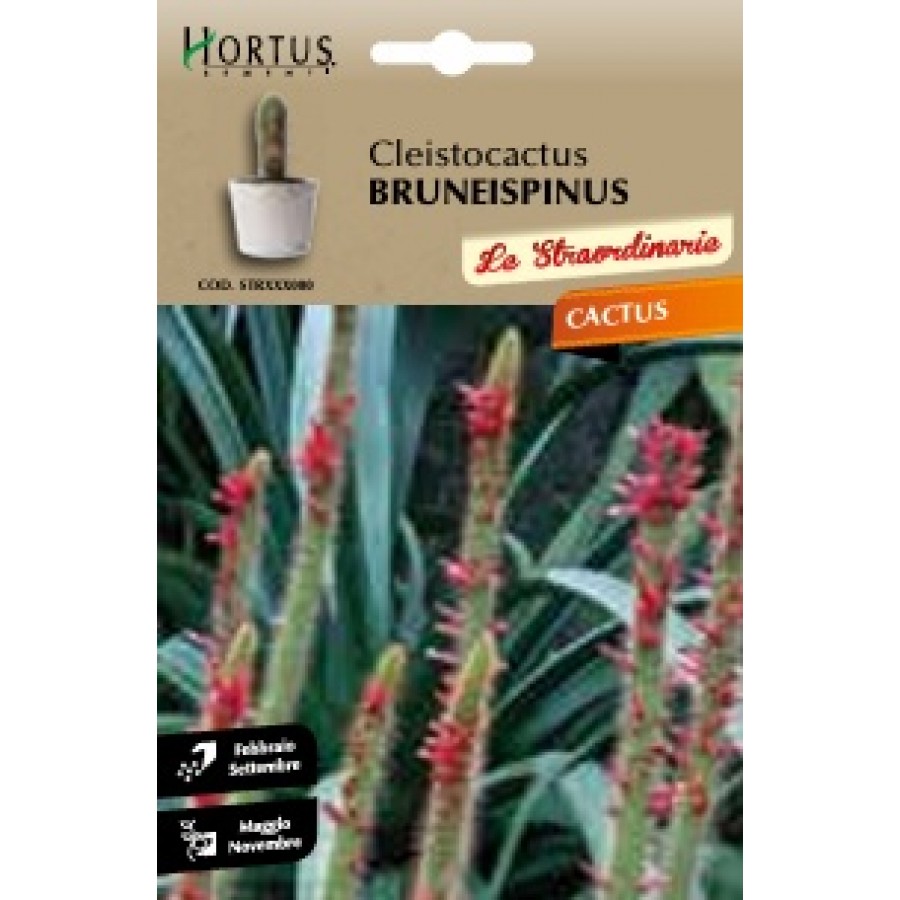 S.CACTUS CLEISTOCACTUS BRUNEISPINUS HORTUS