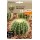S.CACTUS ECHINOCACTUS GRUSONII HORTUS