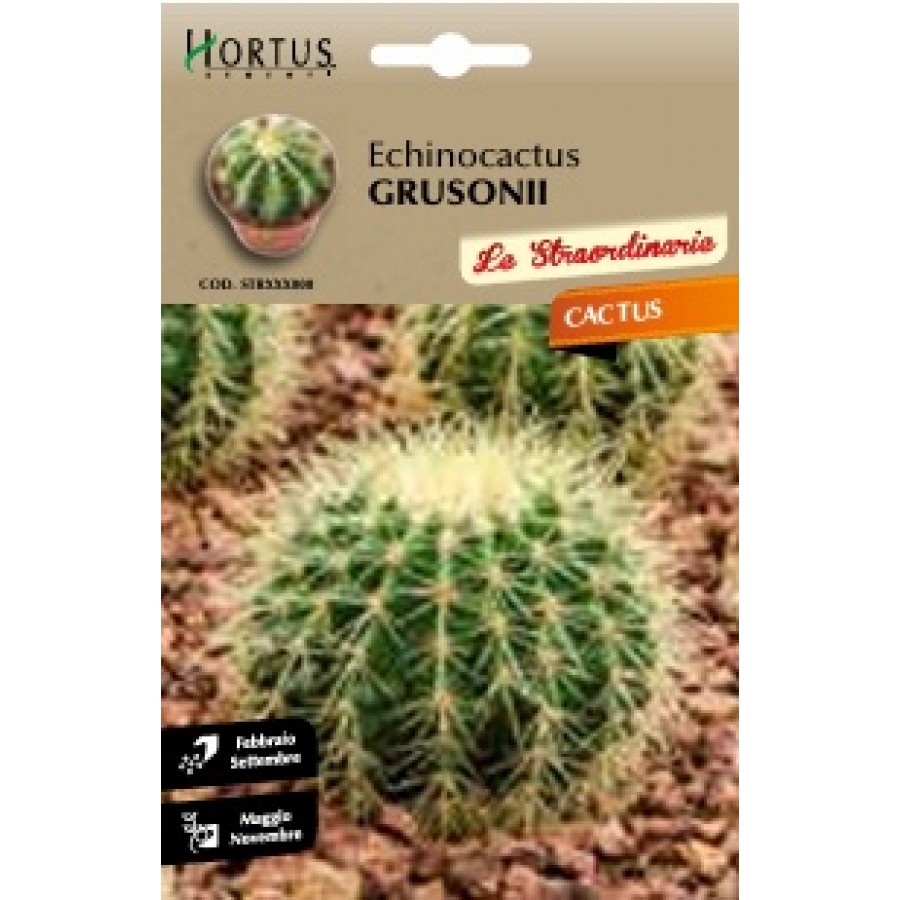 S.CACTUS ECHINOCACTUS GRUSONII HORTUS