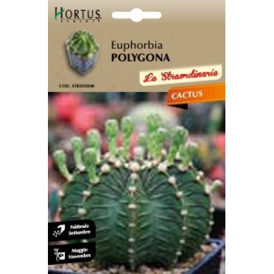 S.CACTUS EUPHORBIA POLYGONA HORTUS