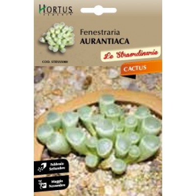 S.CACTUS FENESTRARIA AURANTIACA HORTUS