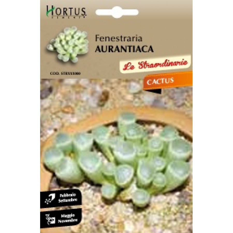 S.CACTUS FENESTRARIA AURANTIACA HORTUS S.CACTUS FENESTRARIA AURANTIACA HORTUS