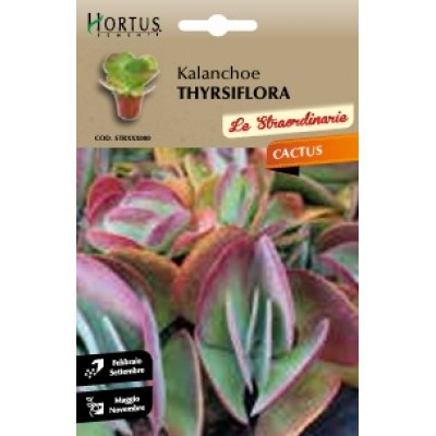 S.CACTUS KALANCHOE THYRSIFLORA HORTUS