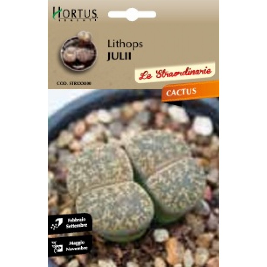 S.CACTUS LITHOPS JULII HORTUS S.CACTUS LITHOPS JULII HORTUS