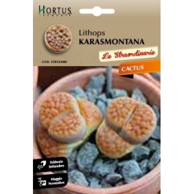 S.CACTUS LITHOPS KARASMONTANA HORTUS