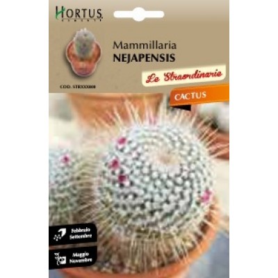 S.CACTUS MAMMILLARIA NEJAPENSIS HORTUS