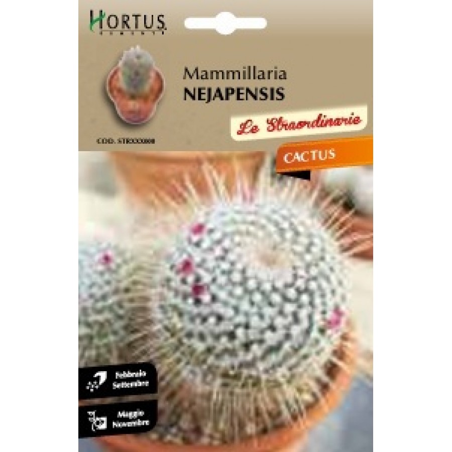 S.CACTUS MAMMILLARIA NEJAPENSIS HORTUS