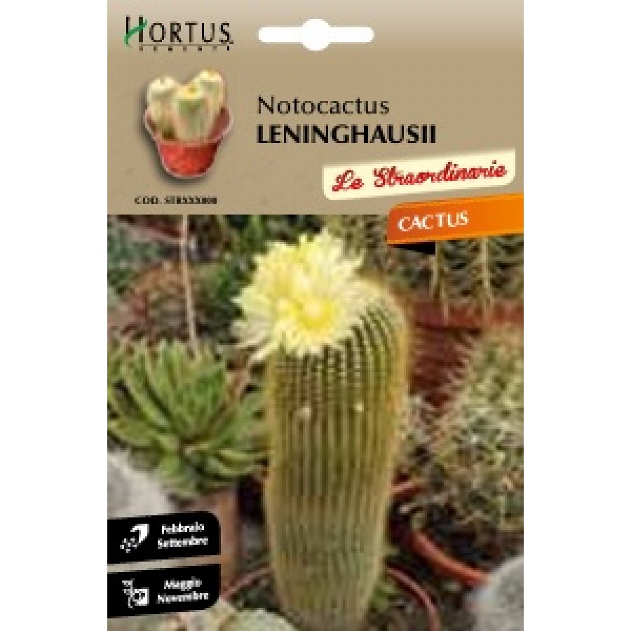 S.CACTUS NOTOCACTUS LENINGHAUSSI HORTUS