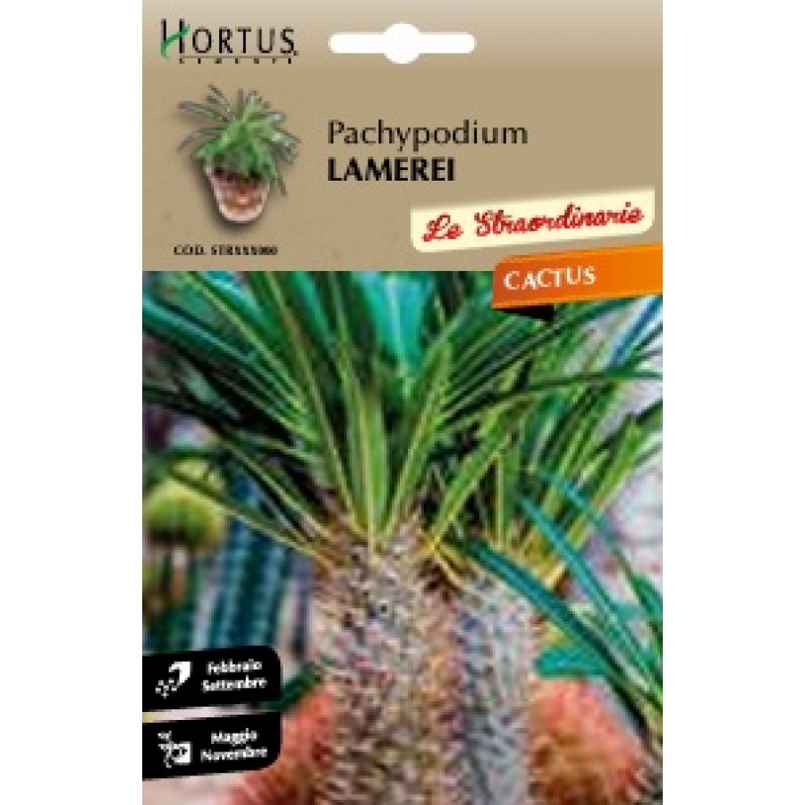 S.CACTUS PACHYPODIUM LAMEREI HORTUS S.CACTUS PACHYPODIUM LAMEREI HORTUS