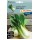 S.COUVE CHINA PAK CHOI HORTUS