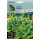 S.COUVE TATSOY HORTUS