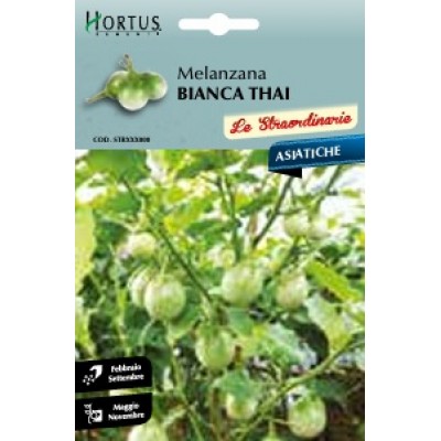 S.BERINGELA WHITE EGG HORTUS