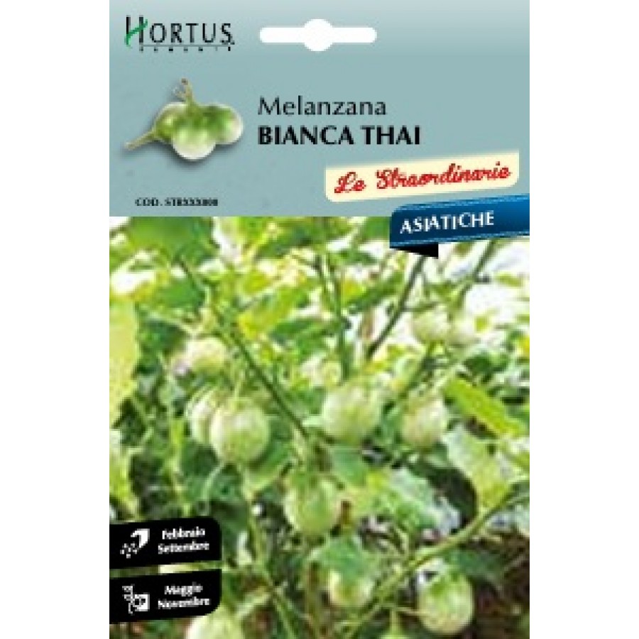 S.BERINGELA WHITE EGG HORTUS S.BERINGELA WHITE EGG HORTUS
