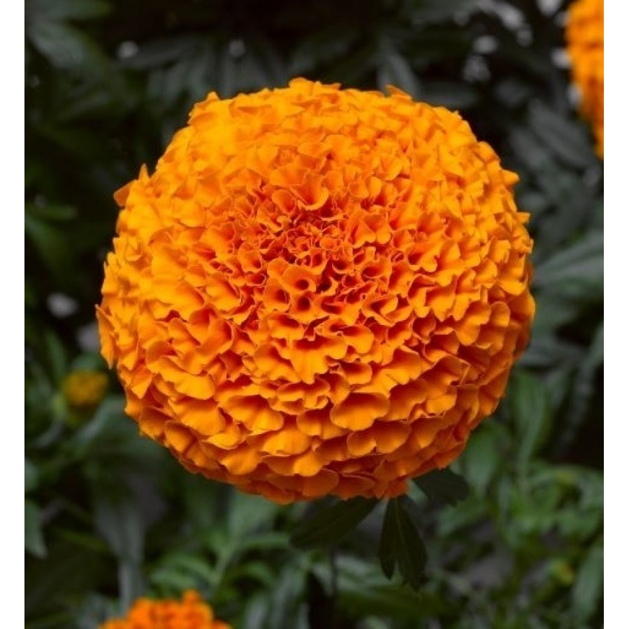 SEMENTES DE FLORES MILLIFLORA TAGETES ERECTA INCA 2 DEEP ORANGE (LARANJA) - 4000 SEMENTES SEMENTES DE FLORES MILLIFLORA TAGETES ERECTA INCA 2 DEEP ORANGE (LARANJA) - 4000 SEMENTES
