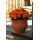 SEMENTES DE FLORES MILLIFLORA TAGETES PATULA BONANZA DEEP ORANGE (LARANJA) - 1000 SEMENTES