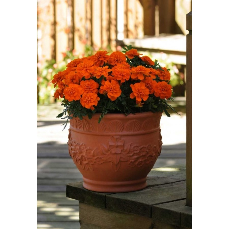 SEMENTES DE FLORES MILLIFLORA TAGETES PATULA BONANZA DEEP ORANGE (LARANJA) - 1000 SEMENTES SEMENTES DE FLORES MILLIFLORA TAGETES PATULA BONANZA DEEP ORANGE (LARANJA) - 1000 SEMENTES
