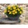 SEMENTES DE FLORES MILLIFLORA TAGETES PATULA SUPER HERO DEEP YELLOW (AMARELO) - 1000 SEMENTES