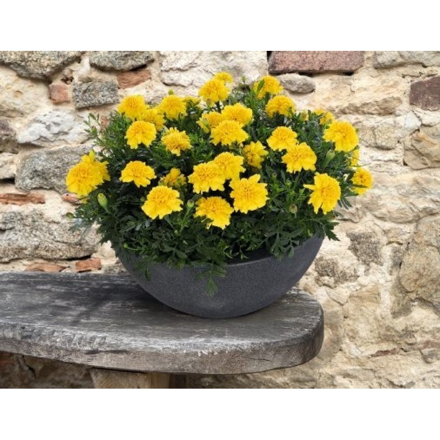 SEMENTES DE FLORES MILLIFLORA TAGETES PATULA SUPER HERO DEEP YELLOW (AMARELO) - 1000 SEMENTES SEMENTES DE FLORES MILLIFLORA TAGETES PATULA SUPER HERO DEEP YELLOW (AMARELO) - 1000 SEMENTES