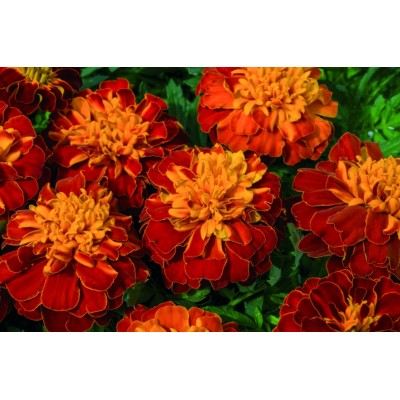 SEMENTES DE FLORES MILLIFLORA TAGETES PATULA SUPER HERO HARMONY (LARANJA E AMARELO) - 1000 SEMENTES