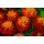 SEMENTES DE FLORES MILLIFLORA TAGETES PATULA SUPER HERO HARMONY (LARANJA E AMARELO) - 1000 SEMENTES