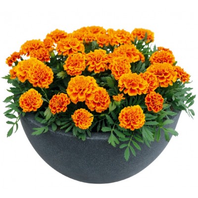 SEMENTES DE FLORES MILLIFLORA TAGETES PATULA SUPER HERO ORANGE FLAME (LARANJA) - 1000 SEMENTES