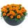 SEMENTES DE FLORES MILLIFLORA TAGETES PATULA SUPER HERO ORANGE FLAME (LARANJA) - 1000 SEMENTES