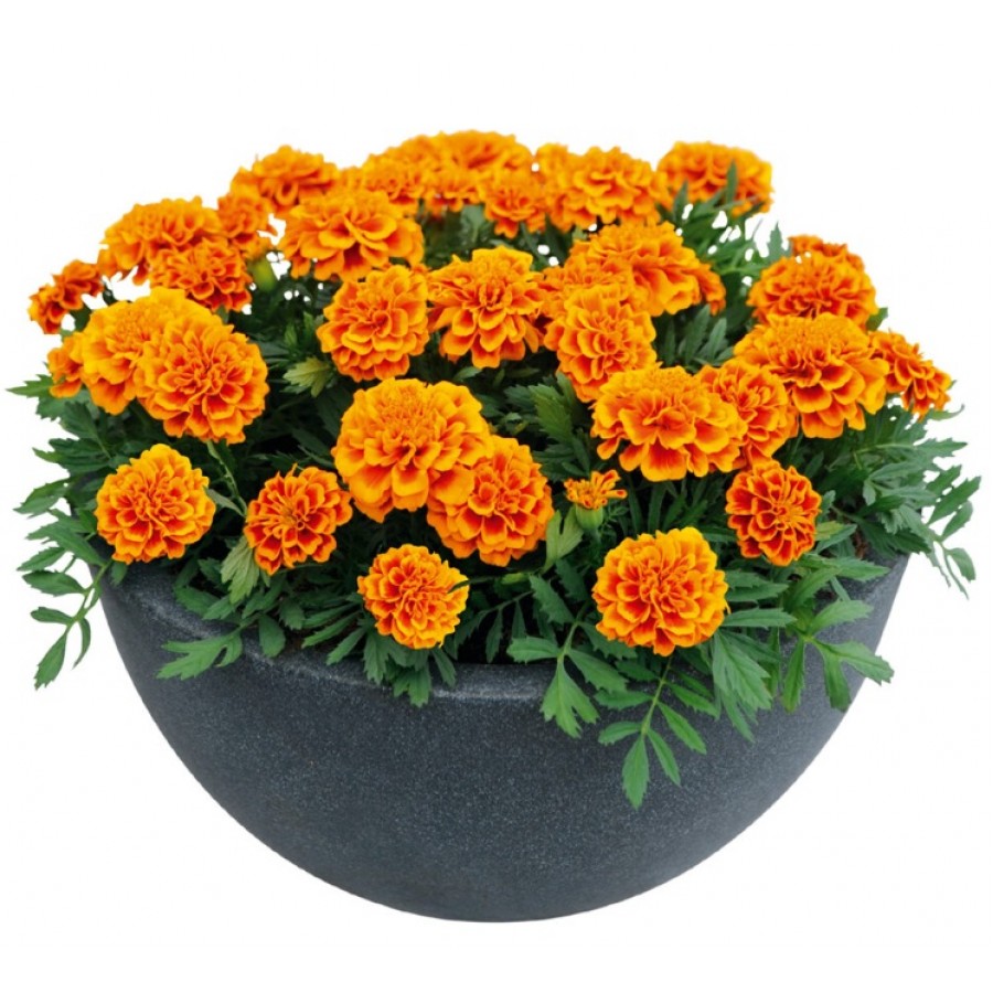 SEMENTES DE FLORES MILLIFLORA TAGETES PATULA SUPER HERO ORANGE FLAME (LARANJA) - 1000 SEMENTES SEMENTES DE FLORES MILLIFLORA TAGETES PATULA SUPER HERO ORANGE FLAME (LARANJA) - 1000 SEMENTES