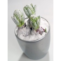 NEVE INSTANTANEA - 150ML NEVE INSTANTANEA - 150ML