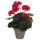 GERÂNIO COR DE ROSA ESCURO PVC EM VASO CINZENTO