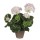 GERÂNIO COR BRANCO ROSA PVC EM VASO CINZENTO