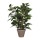 FICUS NATASJA PVC COM VASO