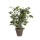 FICUS NATASJA MARMORISADO PVC COM VASO