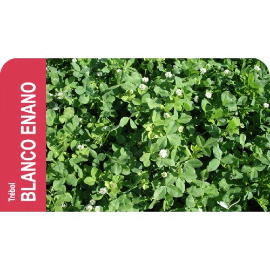 SEMENTE TREVO BRANCO ANAO HUIA-CX250GR SEMENTE TREVO BRANCO ANAO HUIA-CX250GR