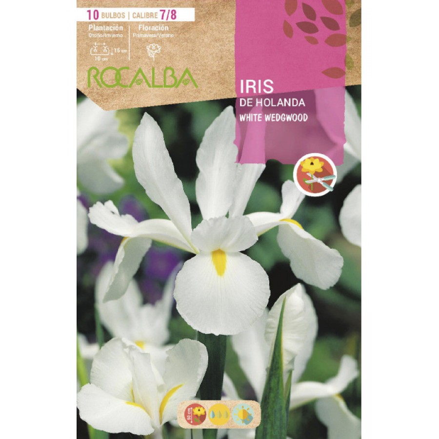 S.BOLBO SAQUETA ROCALBA IRIS DA HOLANDA WEDGEWOOD-EBIR6255 S.BOLBO SAQUETA ROCALBA IRIS DA HOLANDA WEDGEWOOD-EBIR6255