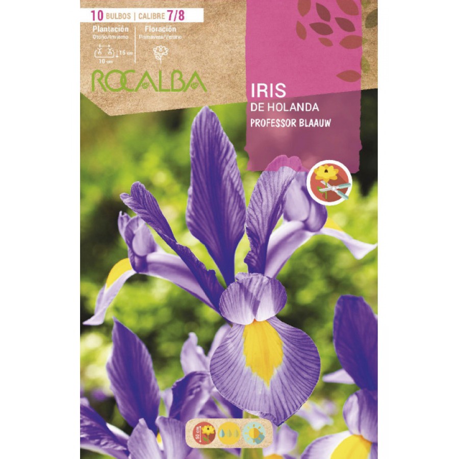 S.BOLBO SAQUETA ROCALBA IRIS DA HOLANDA PROFESSOR BLAAUW-EBIR6270 S.BOLBO SAQUETA ROCALBA IRIS DA HOLANDA PROFESSOR BLAAUW-EBIR6270