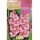 S.BOLBO SAQUETA ROCALBA GALADIOLO APPLAUSE - EBGL8015