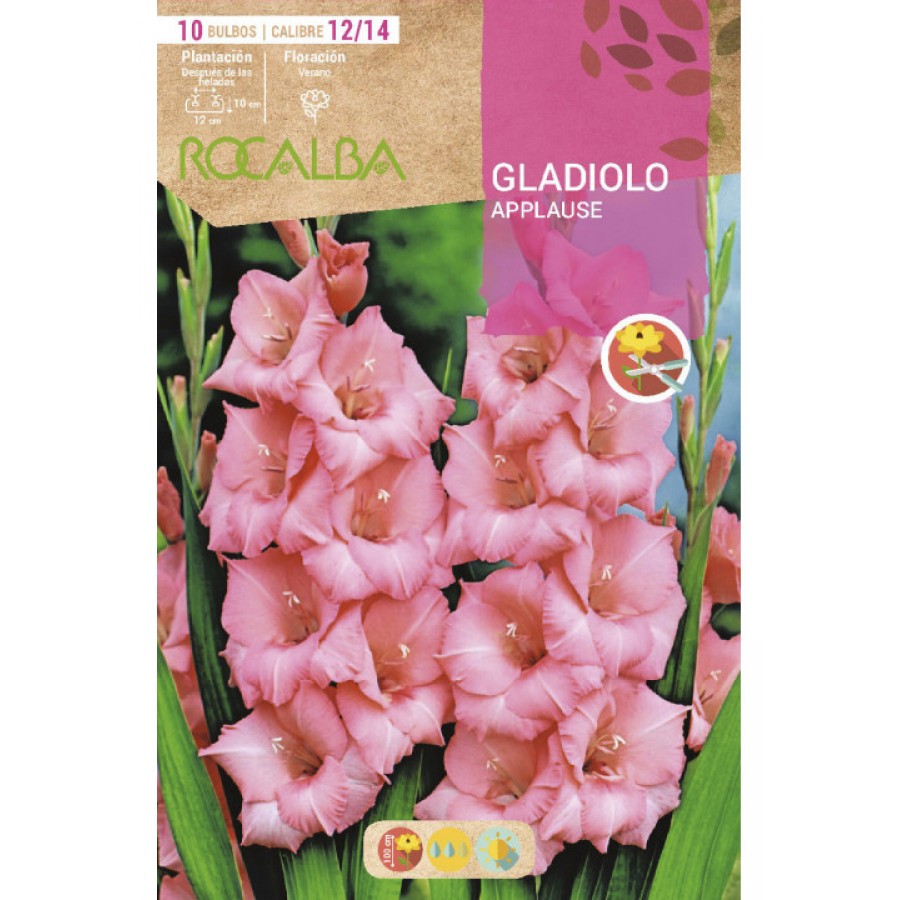 S.BOLBO SAQUETA ROCALBA GALADIOLO APPLAUSE - EBGL8015 S.BOLBO SAQUETA ROCALBA GALADIOLO APPLAUSE - EBGL8015