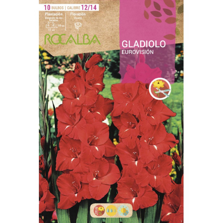 S.BOLBO SAQUETA ROCALBA GALADIOLO EUROVISION - EBGL8145 S.BOLBO SAQUETA ROCALBA GALADIOLO EUROVISION - EBGL8145