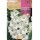 S.BOLBO SAQUETA RO. GALADIOLO WHITE PROSPERITY - EBGL8075