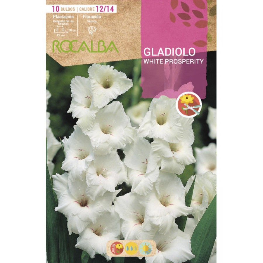 S.BOLBO SAQUETA RO. GALADIOLO WHITE PROSPERITY - EBGL8075 S.BOLBO SAQUETA RO. GALADIOLO WHITE PROSPERITY - EBGL8075