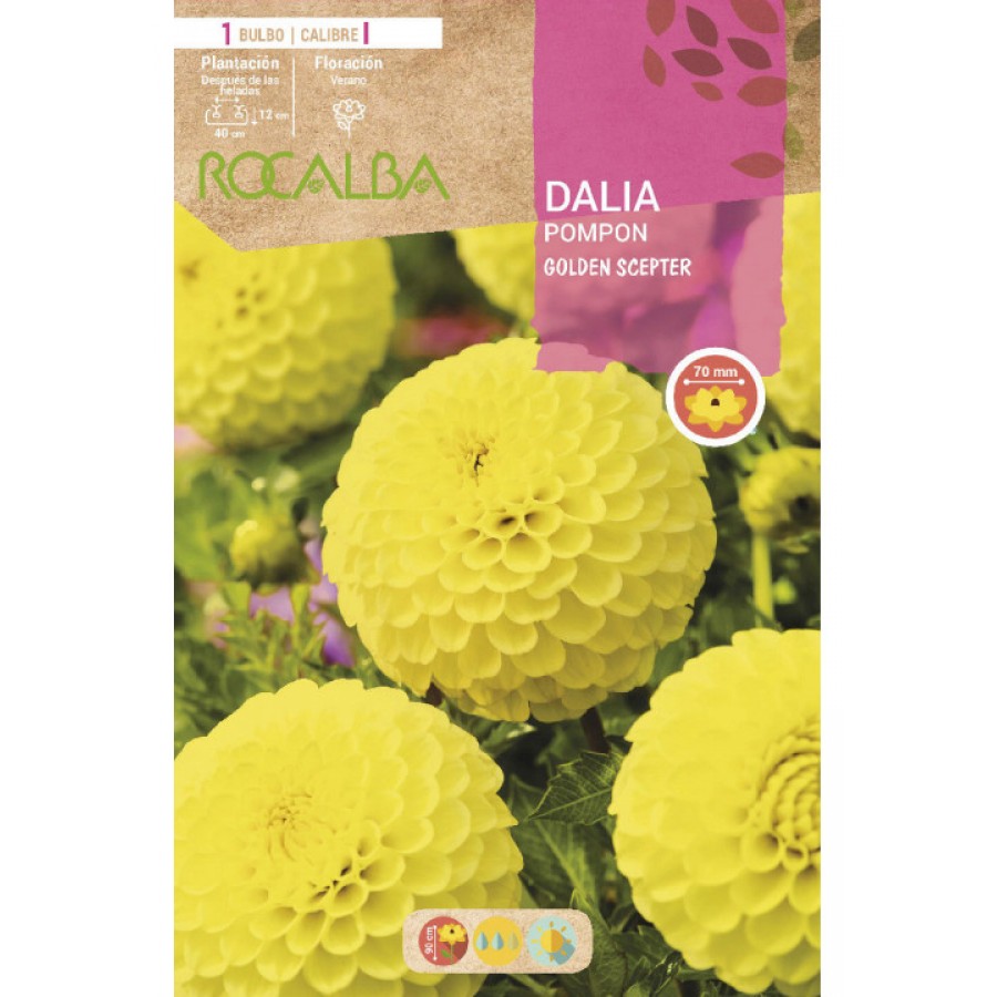 S.BOLBO SAQUETA ROCALBA DALIA GOLDEN SCEPTER - EBDP8475 S.BOLBO SAQUETA ROCALBA DALIA GOLDEN SCEPTER - EBDP8475