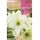 S.BOLBO SAQUETA ROCALBA AMARYLLIS BRANCO - EBAM5905
