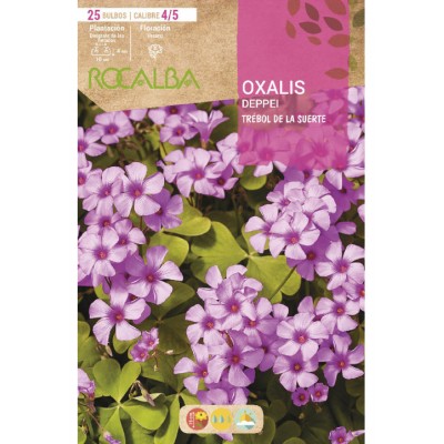 S.BOLBO SAQUETA ROCALBA OXALIS TREBOL