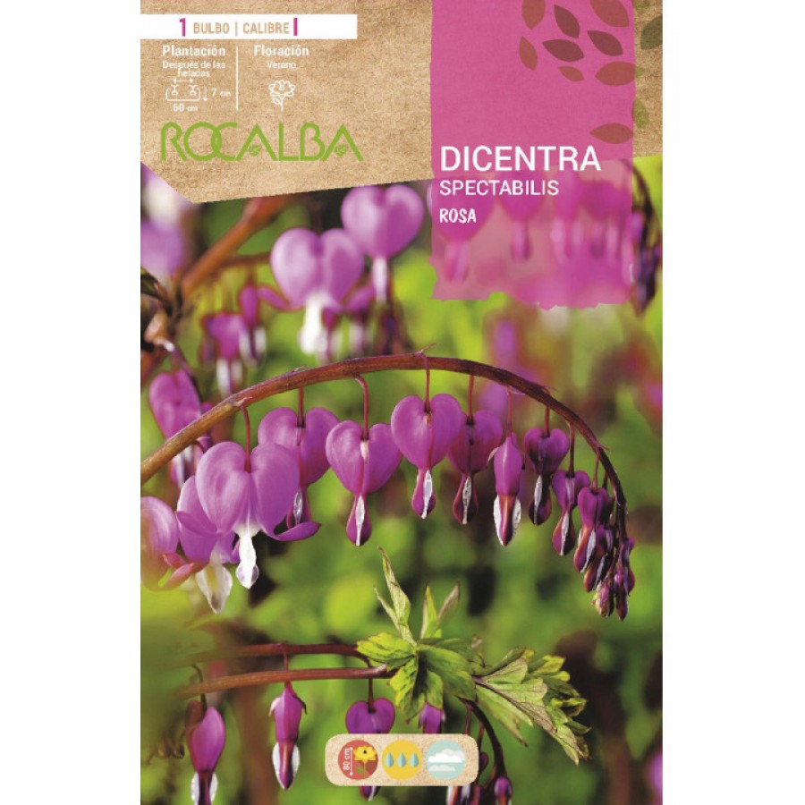 S.BOLBO SAQUETA ROCALBA DICENTRA SPECTABILIS S.BOLBO SAQUETA ROCALBA DICENTRA SPECTABILIS