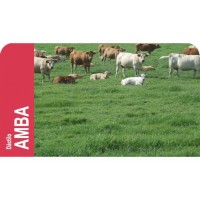 SEMENTE DACTYLO GLOMERATA AMBA -CX 1 KILO