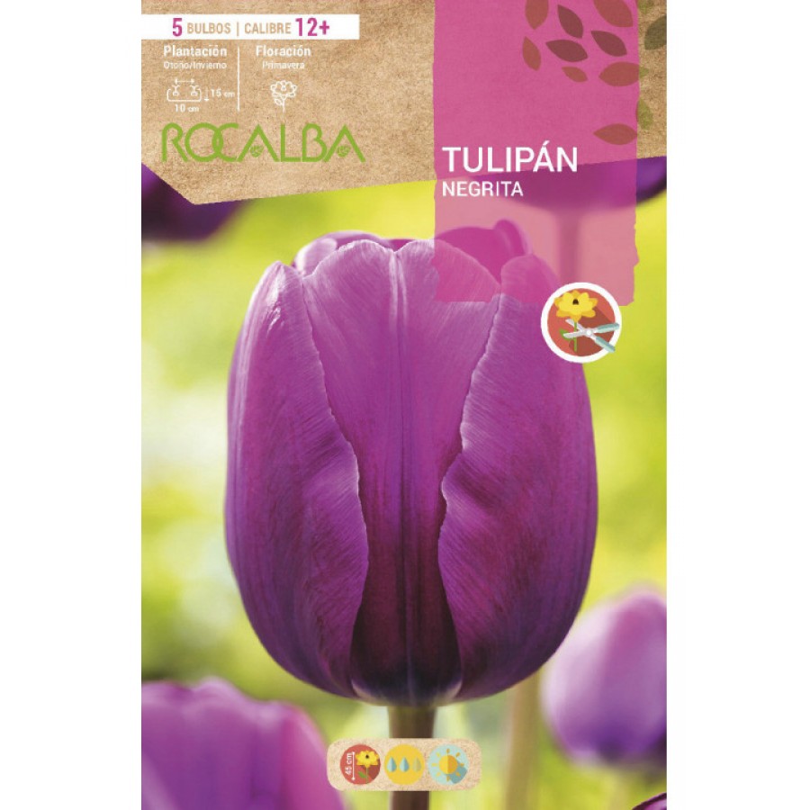 S.BOLBO SAQUETA TULIPA NEGRITA -EBTN5065 S.BOLBO SAQUETA TULIPA NEGRITA -EBTN5065