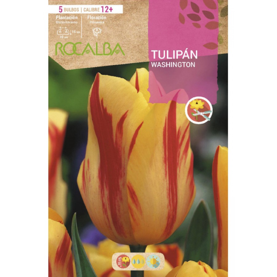 S.BOLBO SAQUETA TULIPA WASHINGTON-EBTN5070