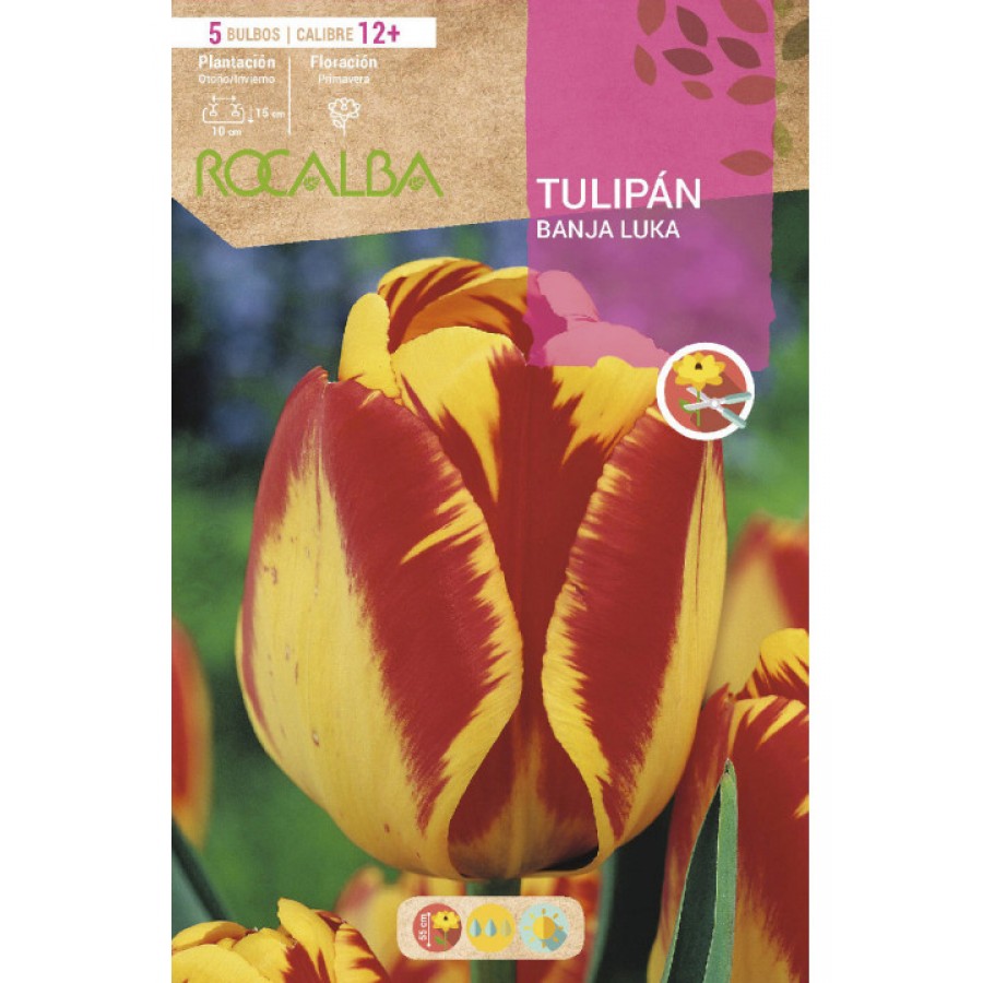 S.BOLBO SAQUETA TULIPA AMARELO / VERMELHO BANJA LUKA-EBTN5120 S.BOLBO SAQUETA TULIPA AMARELO / VERMELHO BANJA LUKA-EBTN5120