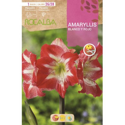 S.BOLBO SAQUETA RO.AMARYLLIS BRANCO/VERM- EBAM5910