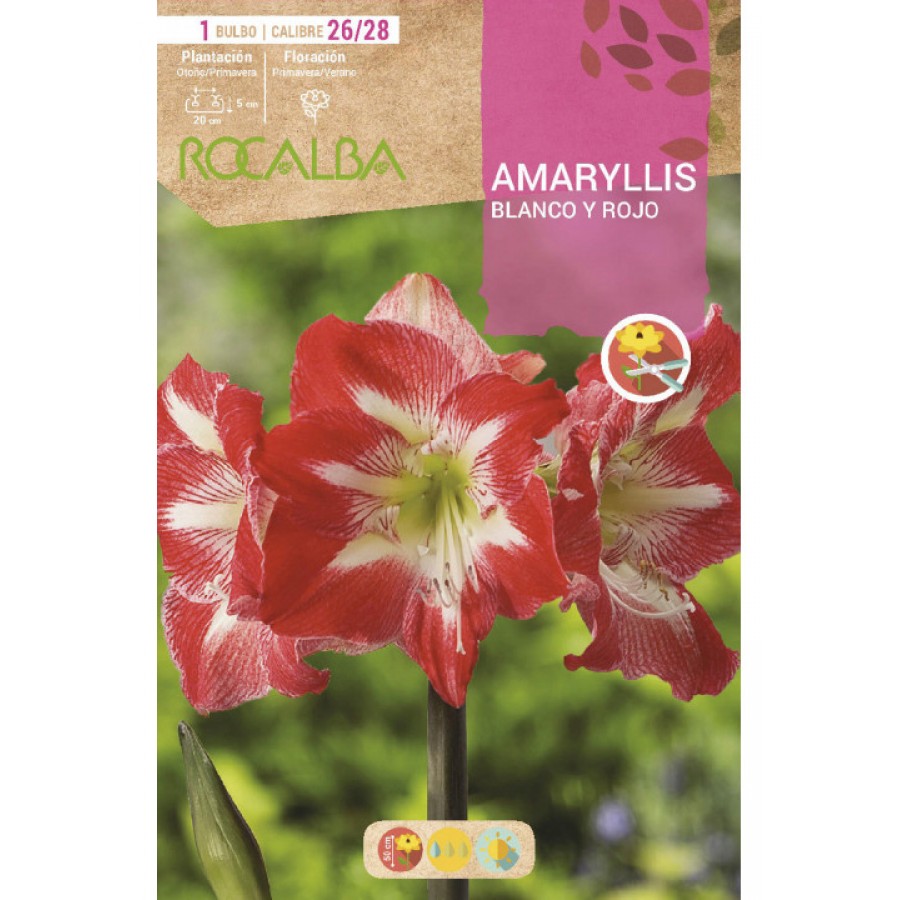 S.BOLBO SAQUETA RO.AMARYLLIS BRANCO/VERM- EBAM5910